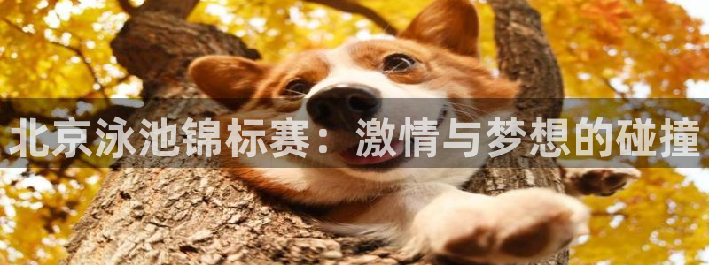 2026世界杯小组赛赛程时间表:北京泳池锦标赛:激情与梦想的碰撞